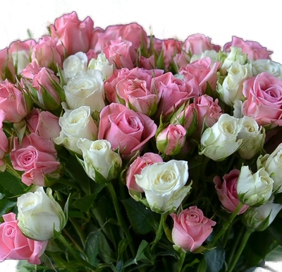 Nr. 17   Pavadinimas